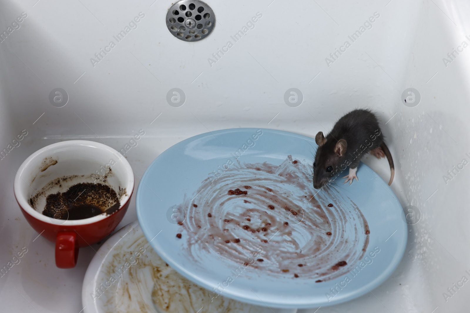 Photo of Grey rat and dirty tableware in sink. Pest control