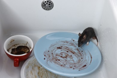 Photo of Grey rat and dirty tableware in sink. Pest control