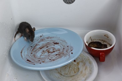 Photo of Grey rat and dirty tableware in sink. Pest control