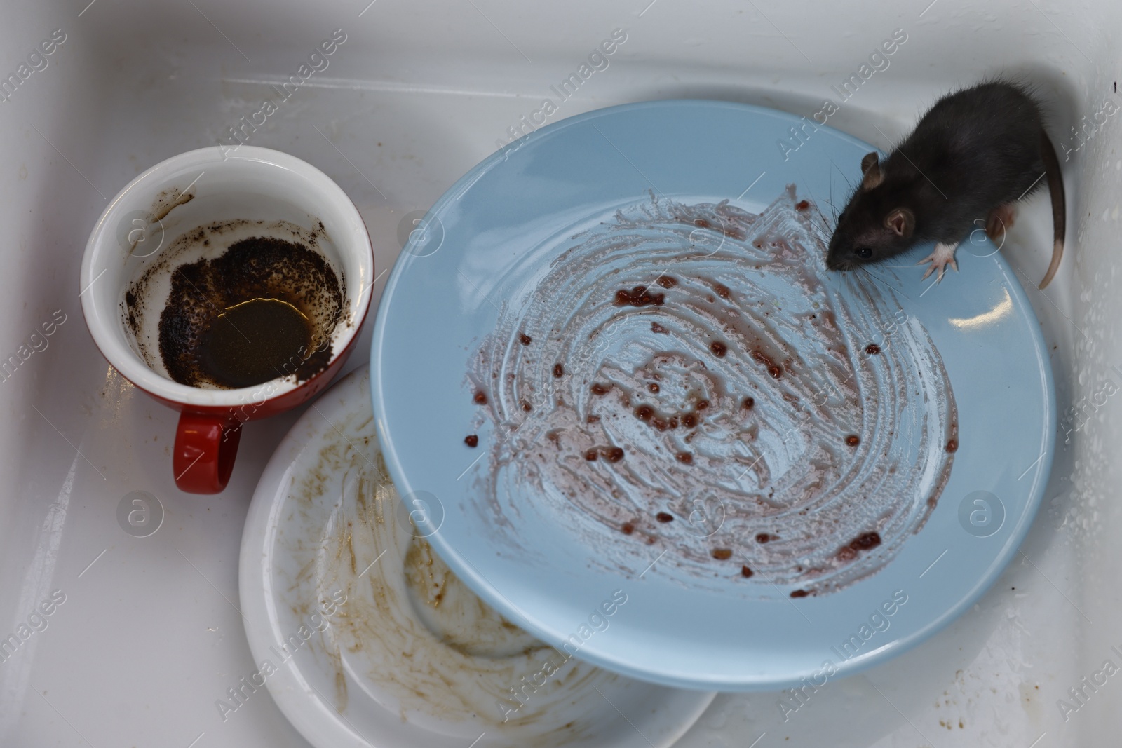 Photo of Grey rat and dirty tableware in sink, above view. Pest control