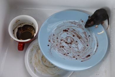 Grey rat and dirty tableware in sink, above view. Pest control