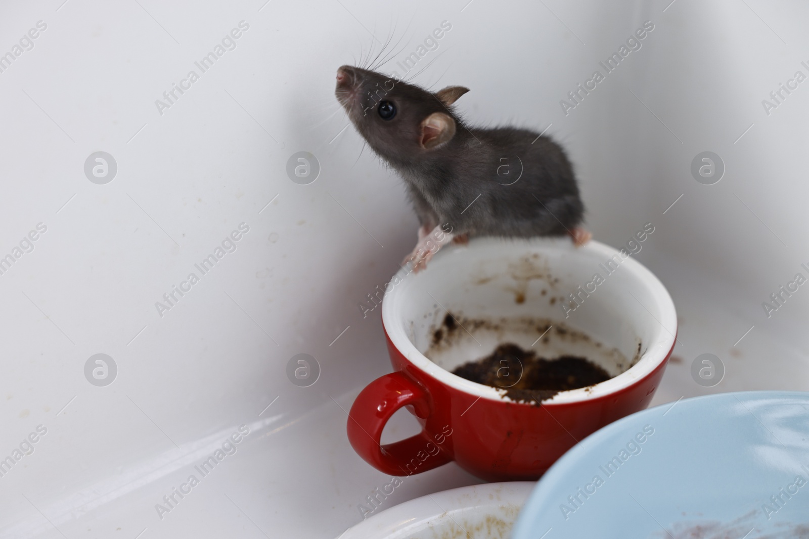 Photo of Grey rat and dirty tableware in sink, space for text. Pest control