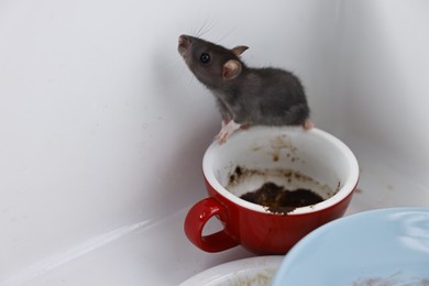 Grey rat and dirty tableware in sink, space for text. Pest control