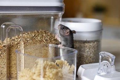 Photo of Grey rat looking for food on table. Pest control