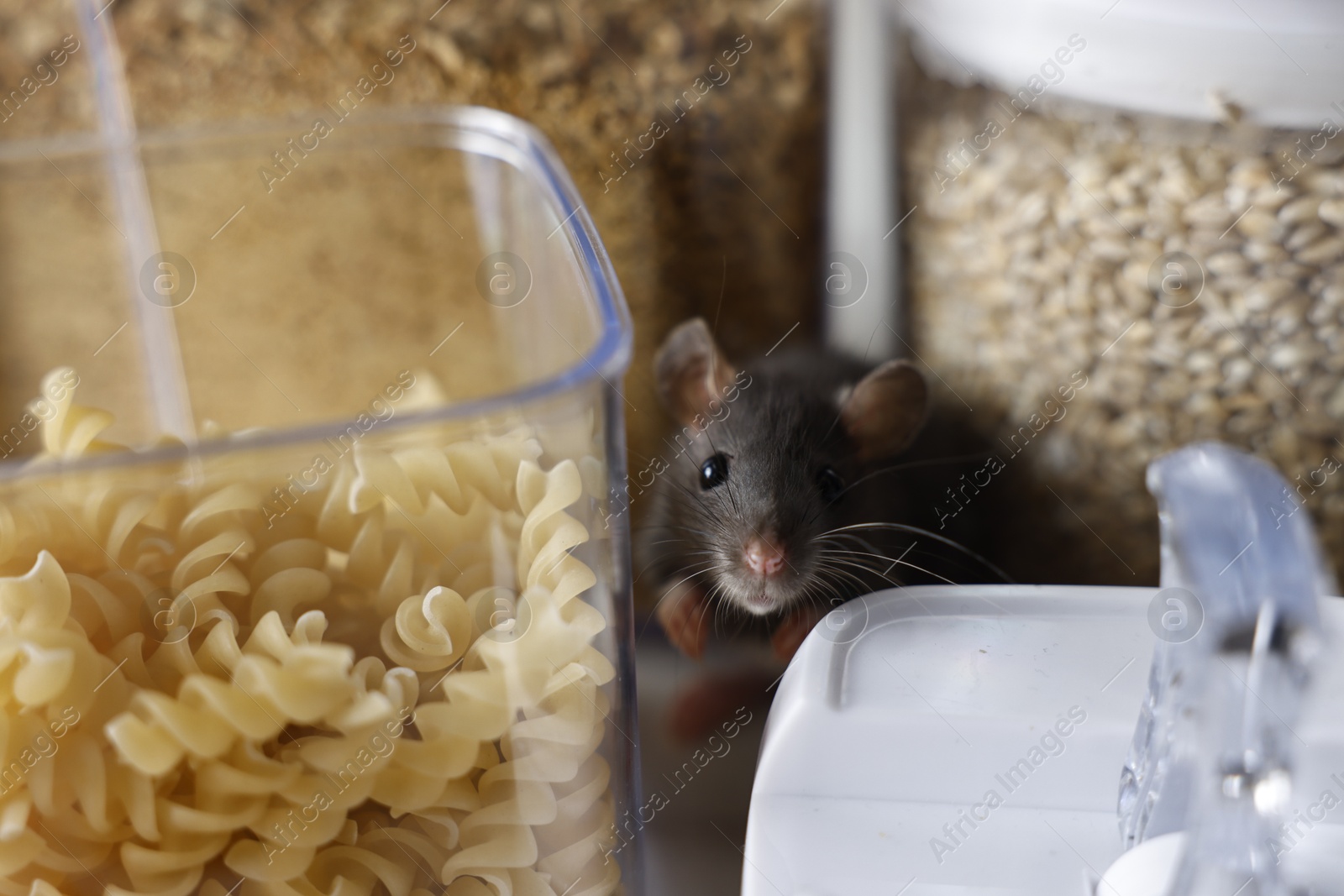 Photo of Grey rat looking for food on table, closeup. Pest control