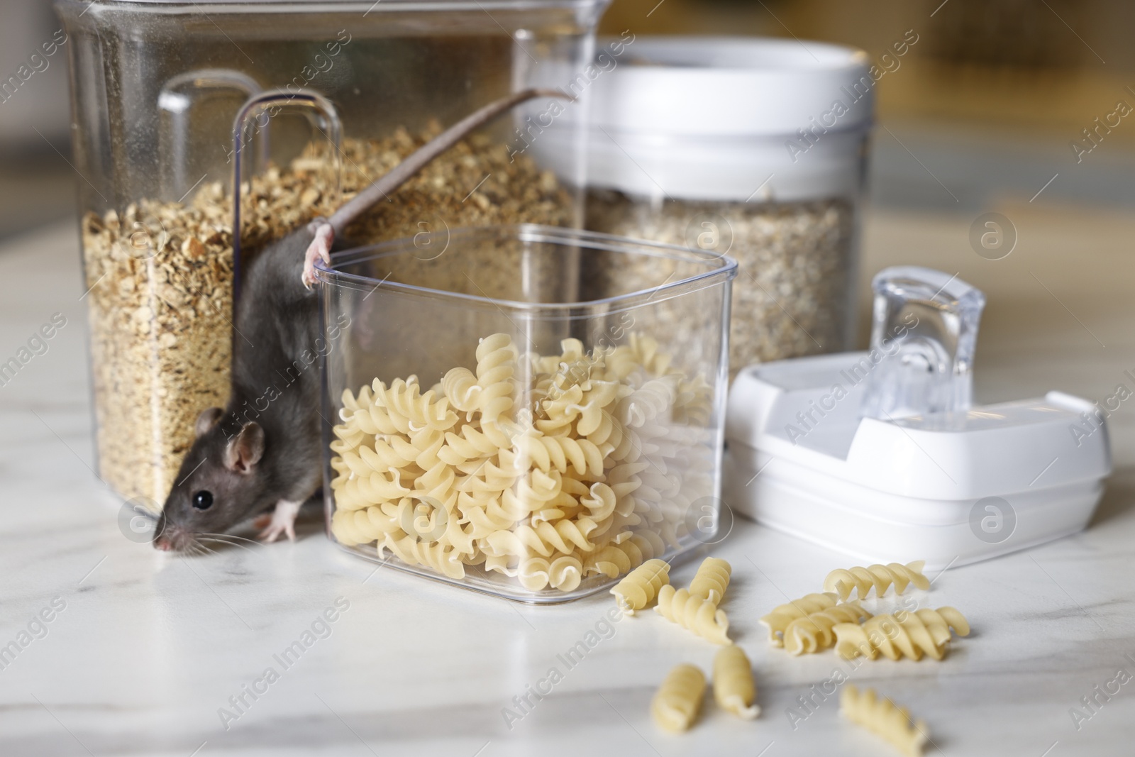 Photo of Grey rat looking for food on white marble table. Pest control