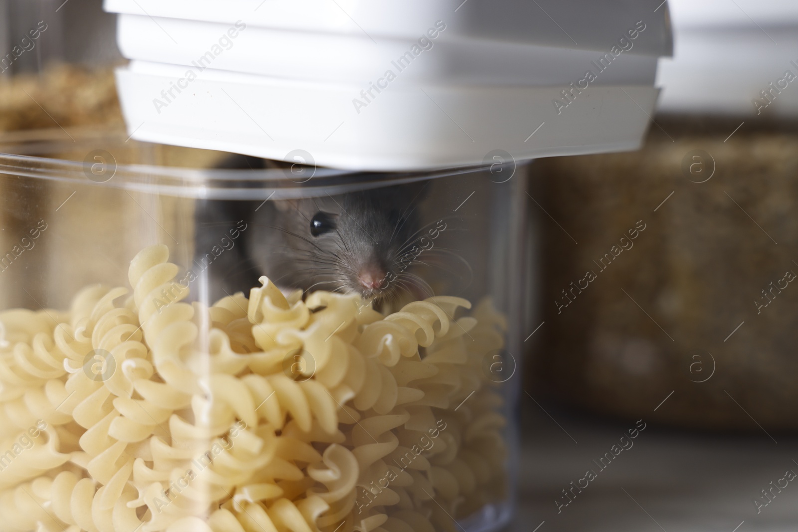 Photo of Pest control. Grey rat in plastic container with raw pasta on table, closeup. Space for text