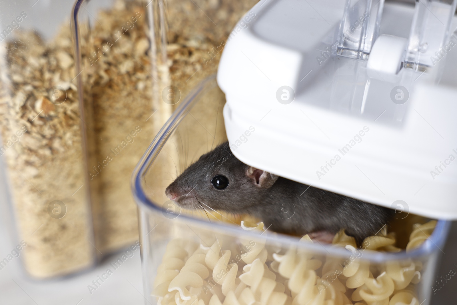 Photo of Grey rat in plastic container with raw pasta on table, closeup. Pest control