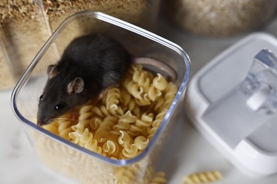 Photo of Grey rat in plastic container with raw pasta on table, above view. Pest control