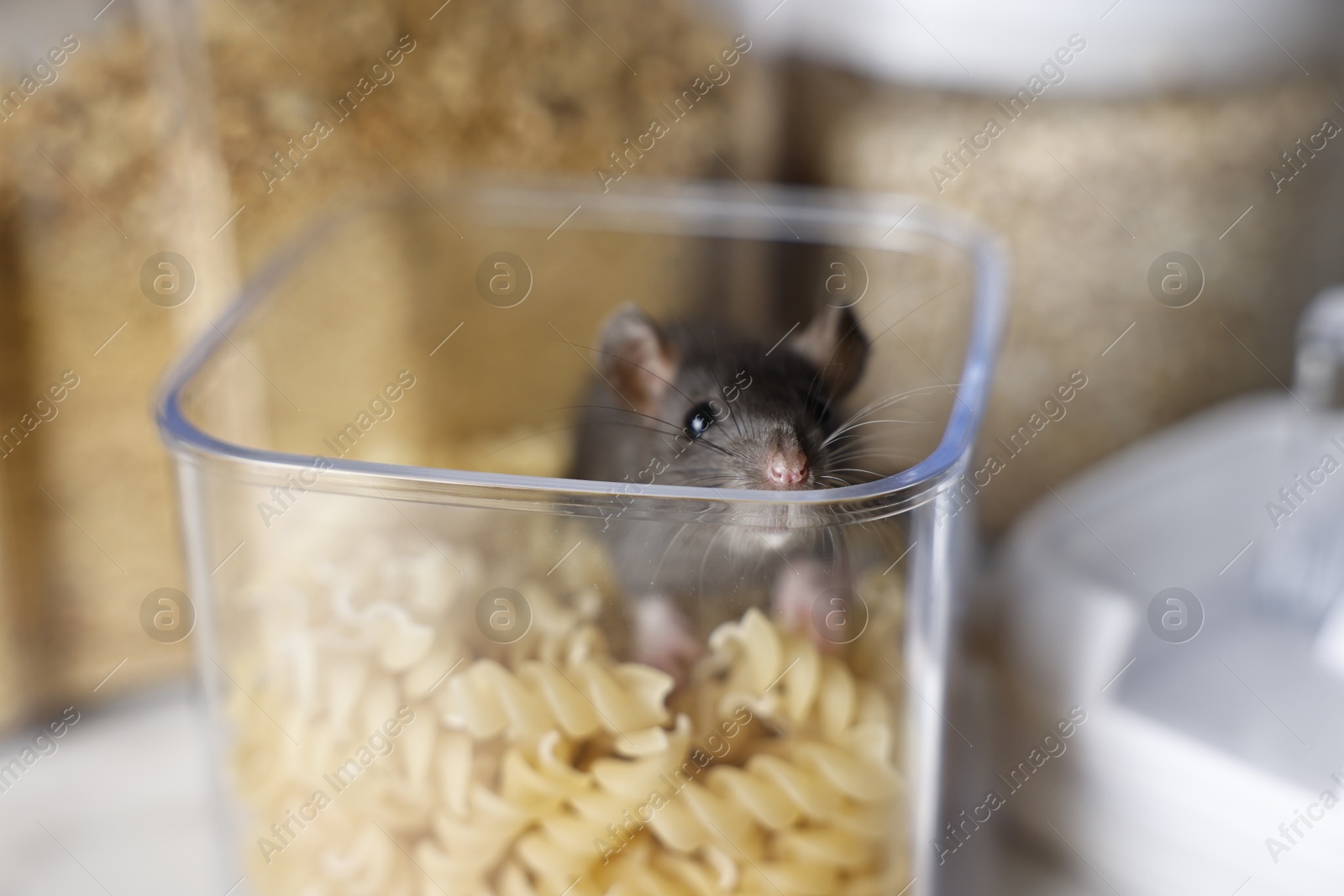 Photo of Grey rat in plastic container with raw pasta on table, closeup. Pest control