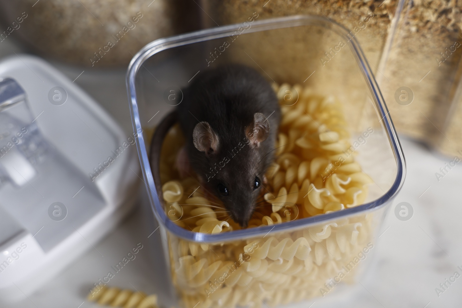 Photo of Grey rat in plastic container with raw pasta on table. Pest control