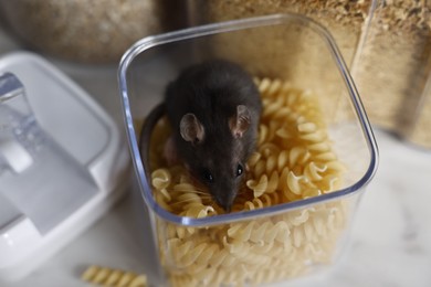 Photo of Grey rat in plastic container with raw pasta on table. Pest control