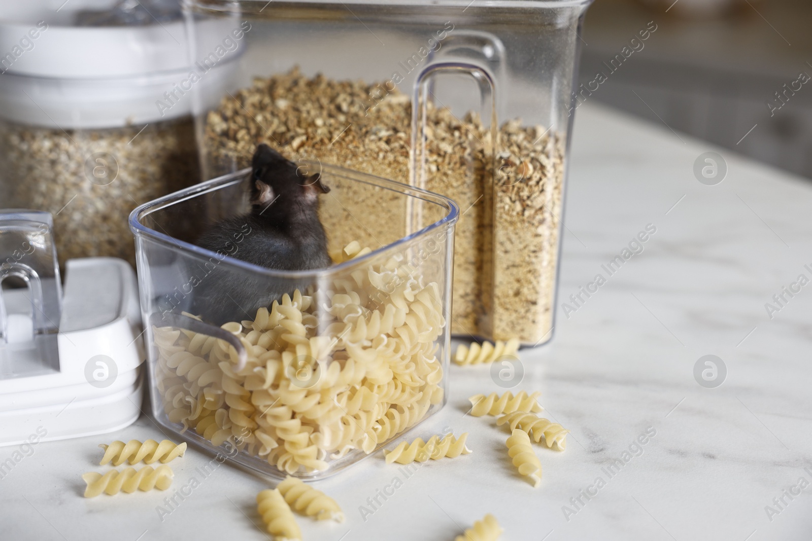 Photo of Grey rat in plastic container with raw pasta on white marble table, space for text. Pest control