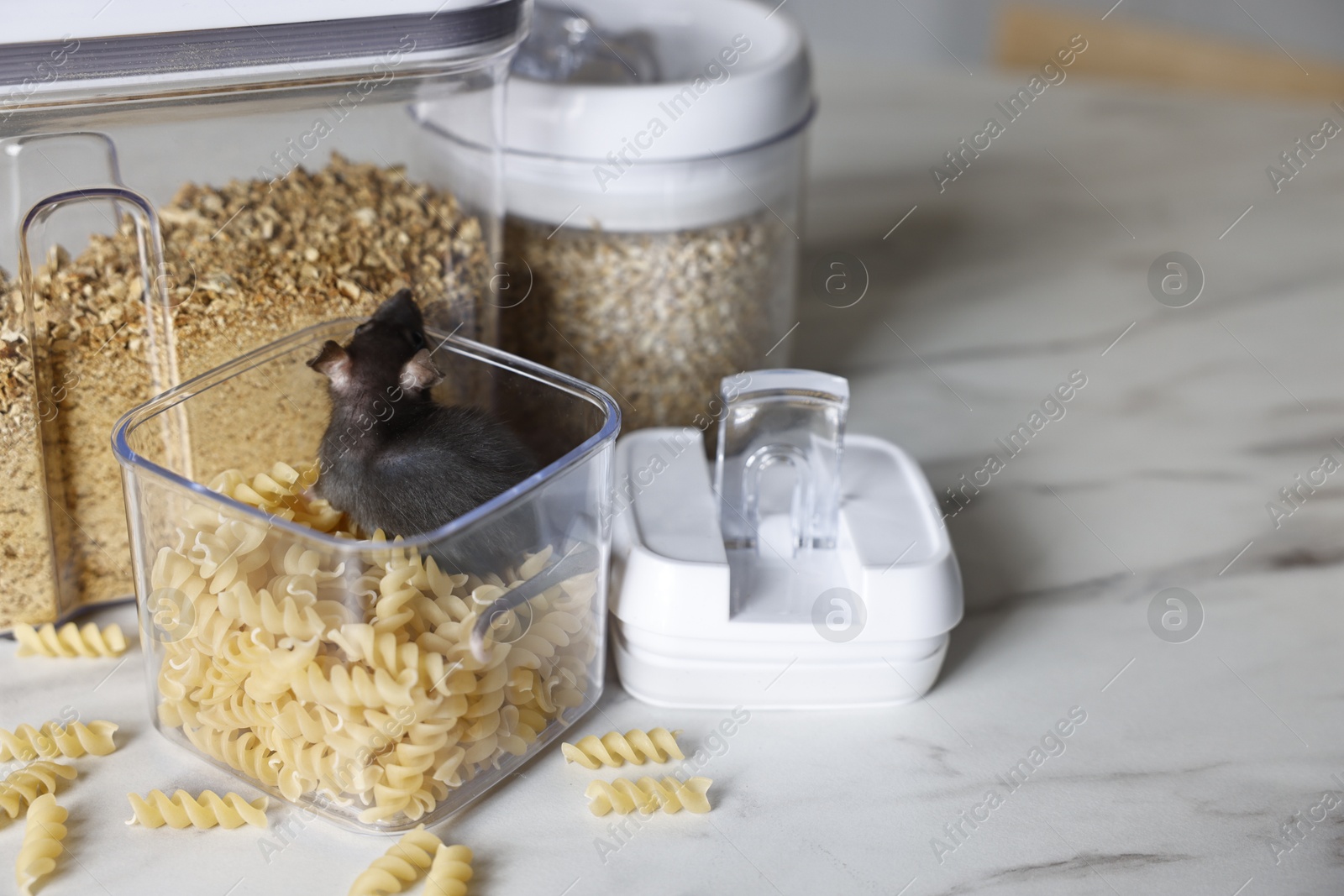 Photo of Grey rat in plastic container with raw pasta on white marble table, space for text. Pest control