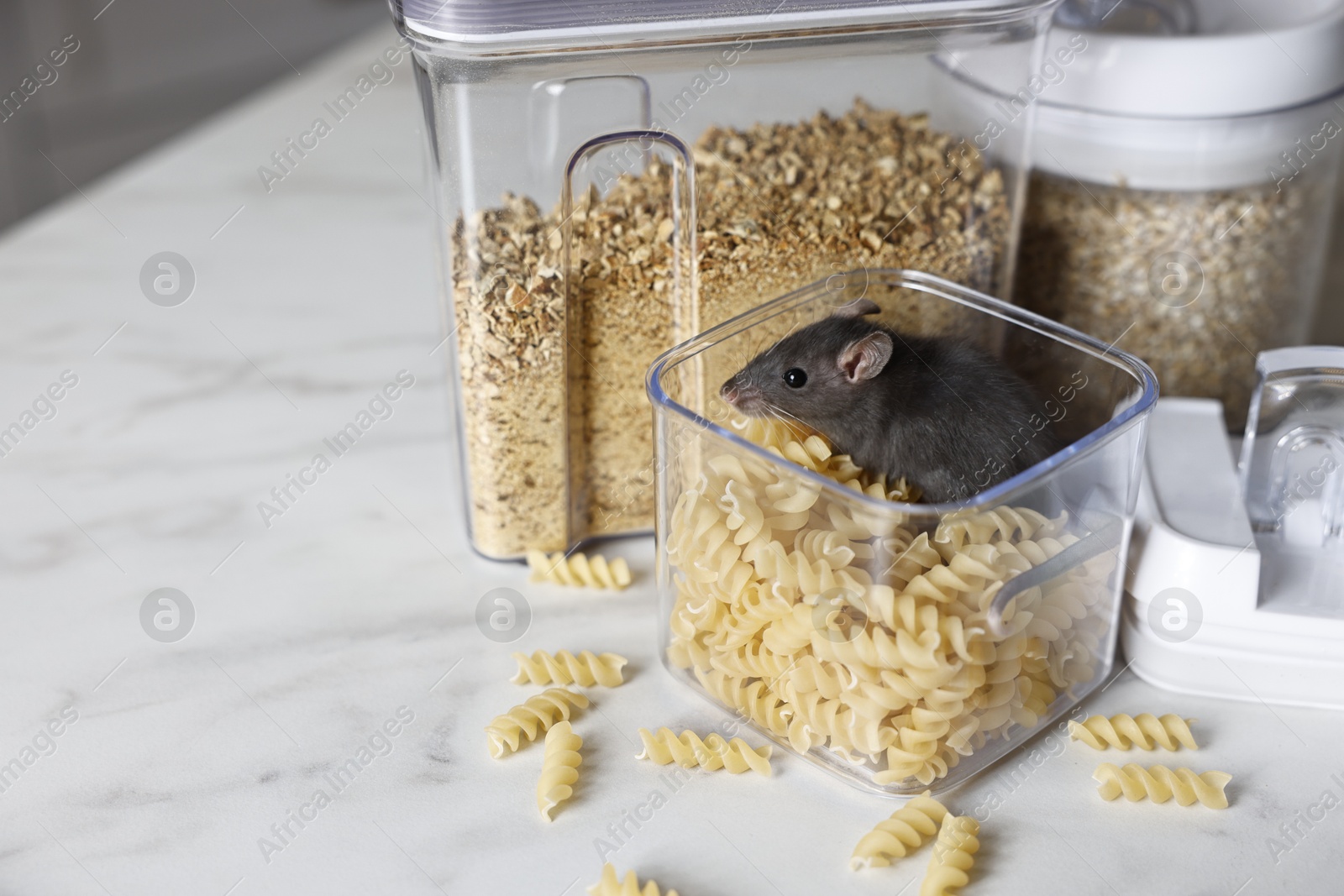 Photo of Grey rat in plastic container with raw pasta on white marble table, space for text. Pest control