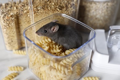 Grey rat in plastic container with raw pasta on white table. Pest control