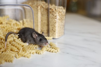 Grey rat looking for food on white marble table, space for text. Pest control