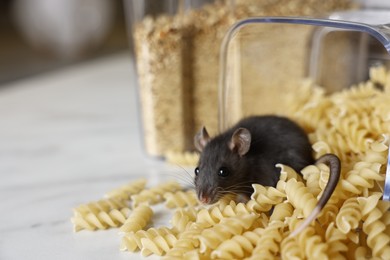 Photo of Grey rat looking for food on white marble table, space for text. Pest control