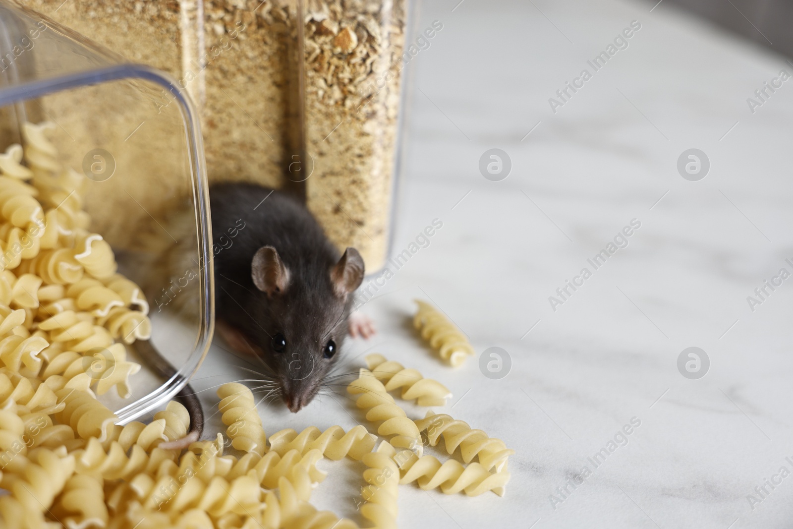 Photo of Grey rat looking for food on white marble table, space for text. Pest control