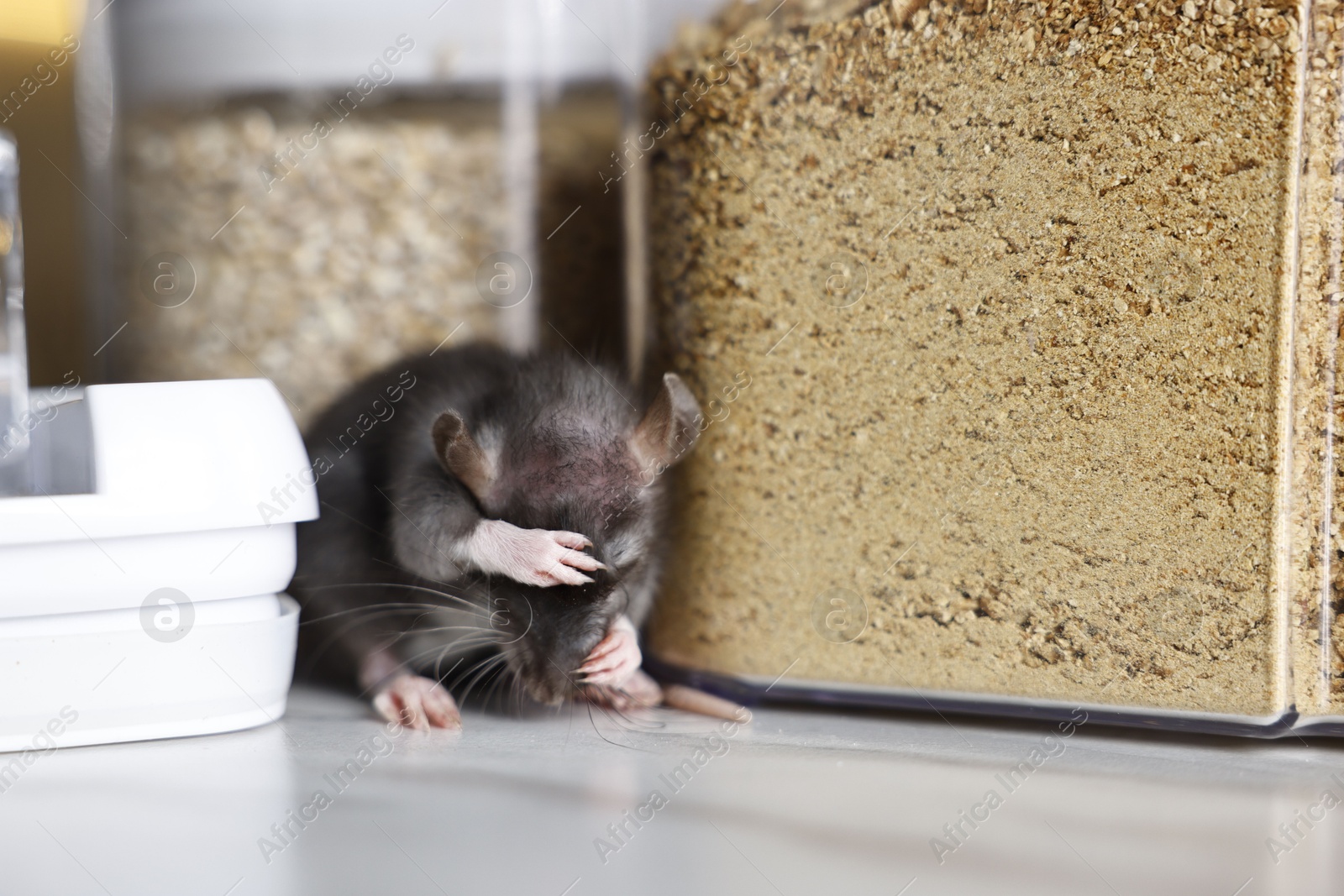 Photo of Grey rat looking for food on white marble table. Pest control