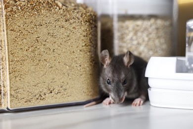 Photo of Grey rat looking for food on white marble table. Pest control