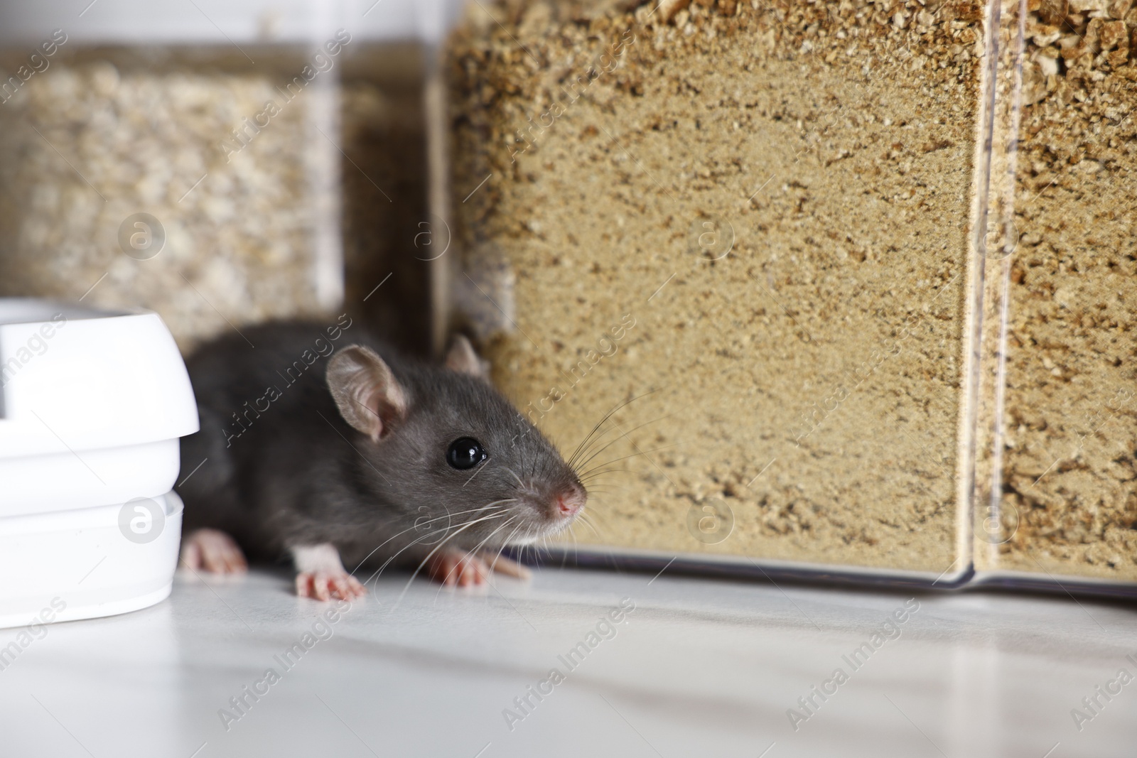 Photo of Grey rat looking for food on white marble table. Pest control