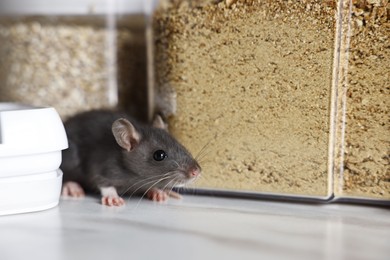 Grey rat looking for food on white marble table. Pest control