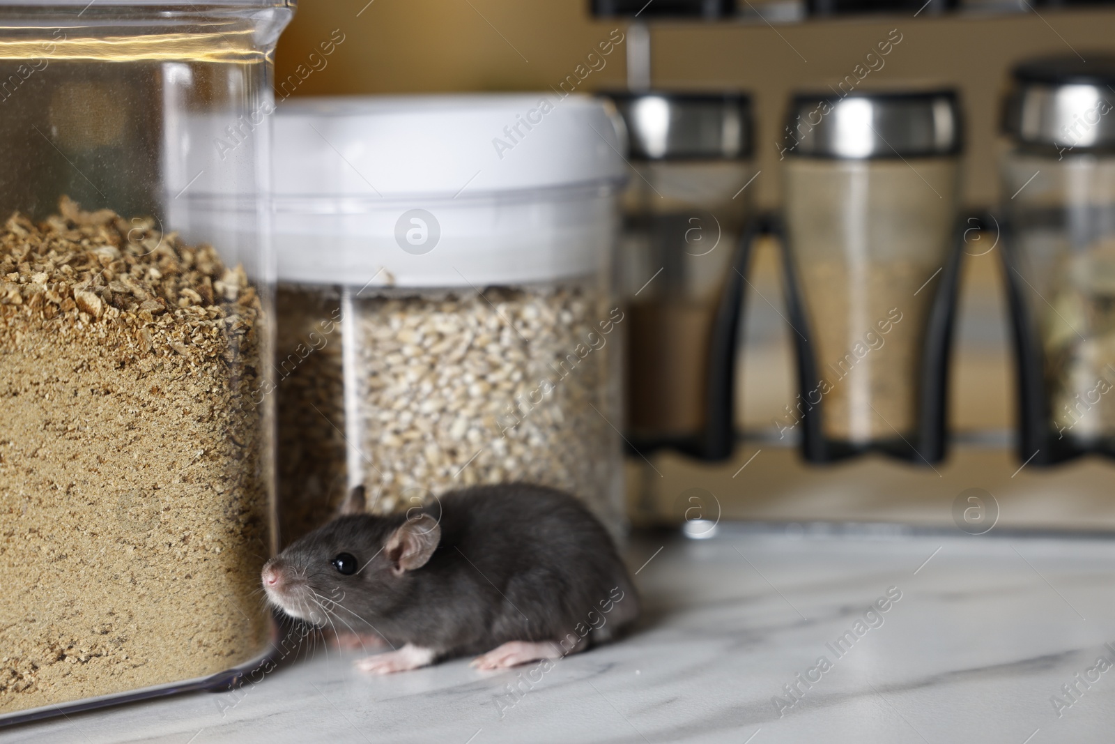 Photo of Grey rat looking for food on white marble table, space for text. Pest control