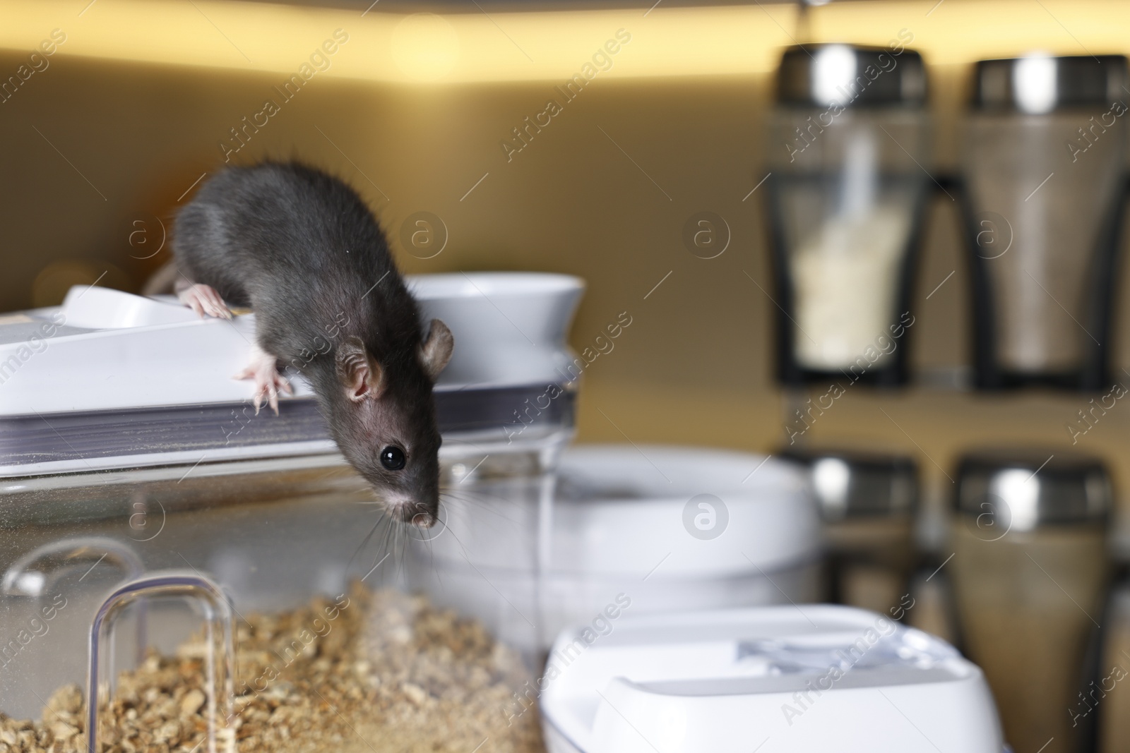 Photo of Grey rat looking for food in kitchen, space for text. Pest control