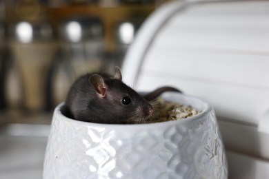 Photo of Grey rat in bowl with oat flakes on blurred background, closeup. Pest control