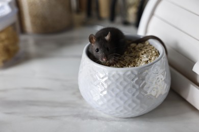 Photo of Grey rat in bowl with oat flakes on white marble table, space for text. Pest control