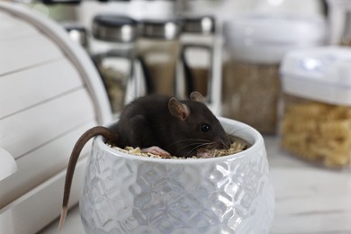 Photo of Grey rat in bowl with oat flakes on table. Pest control