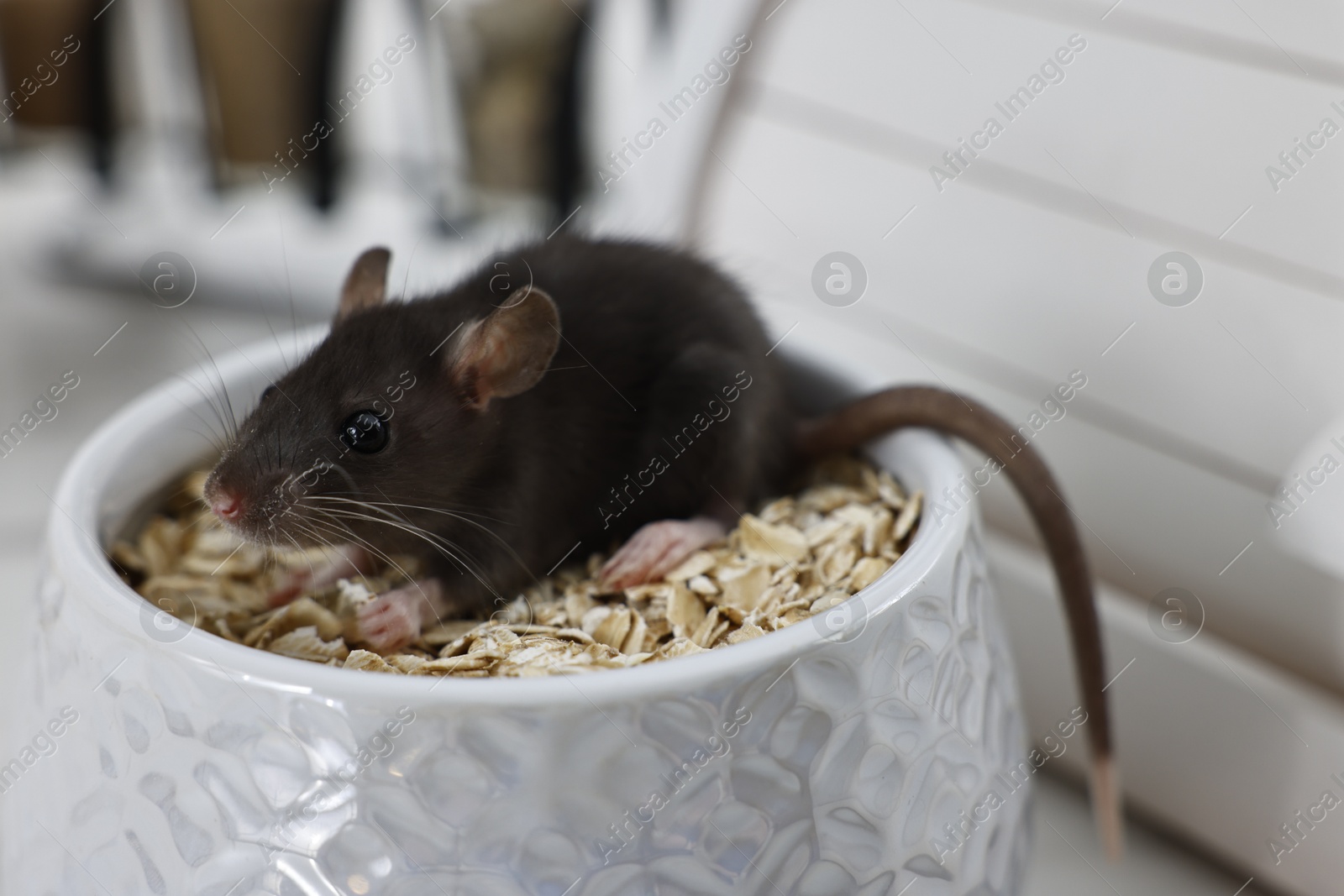 Photo of Grey rat in bowl with oat flakes on table, closeup. Pest control