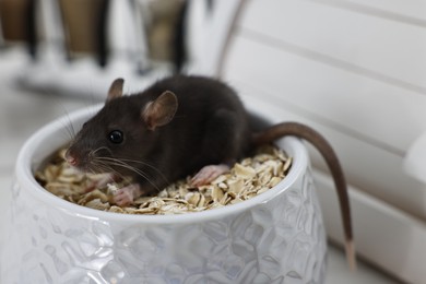 Grey rat in bowl with oat flakes on table, closeup. Pest control