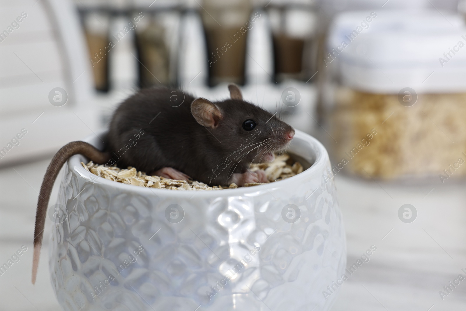 Photo of Grey rat in bowl with oat flakes on table. Pest control