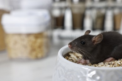 Photo of Pest control. Grey rat in bowl with oat flakes on table, closeup. Space for text