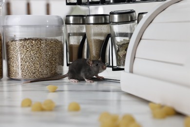 Photo of Grey rat looking for food on white marble table. Pest control