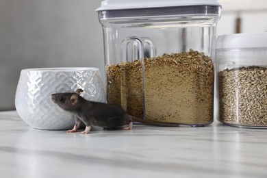 Photo of Grey rat looking for food on white marble table. Pest control