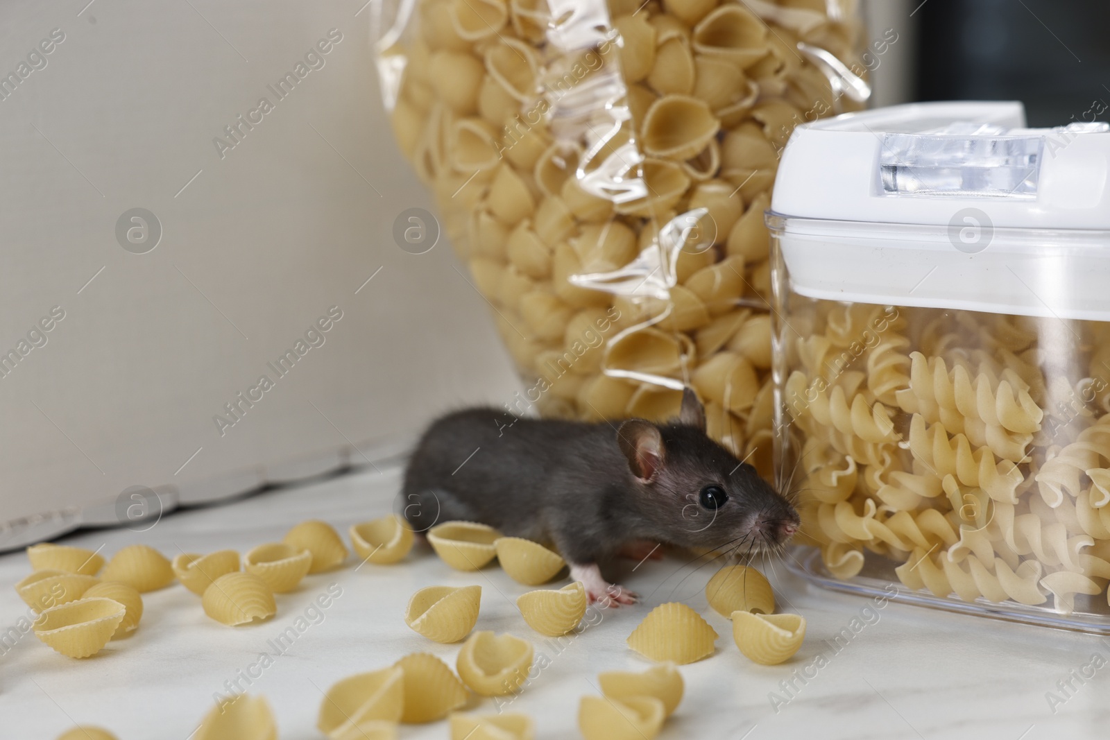 Photo of Grey rat looking for food on white table. Pest control