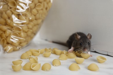 Photo of Grey rat looking for food on white table. Pest control