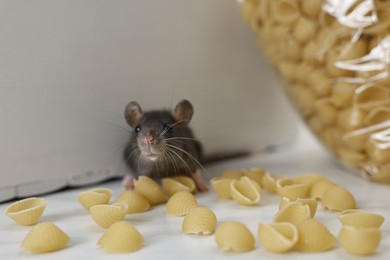 Photo of Grey rat looking for food on white table. Pest control