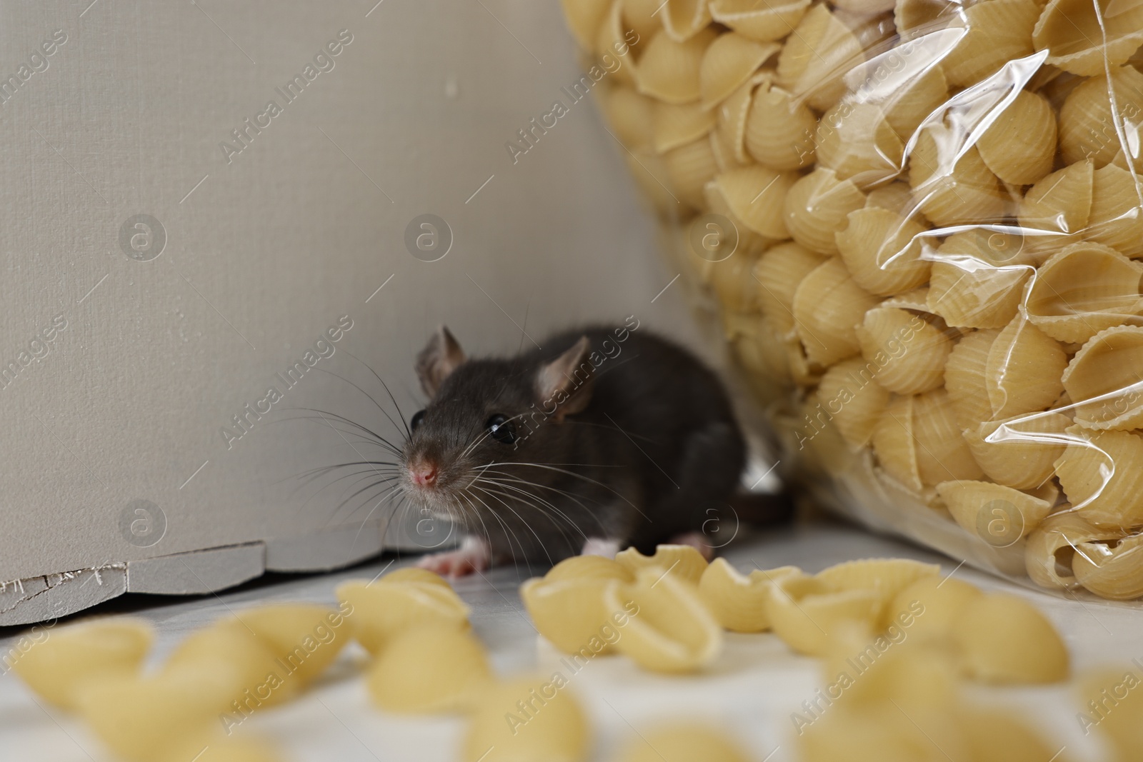 Photo of Grey rat looking for food on white table. Pest control