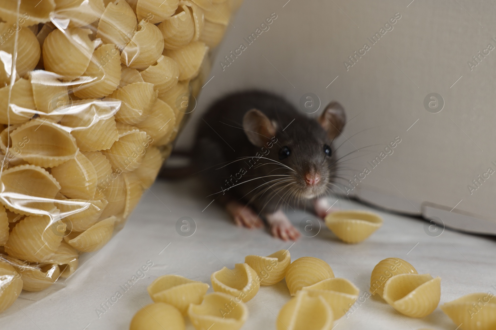 Photo of Grey rat looking for food on white table. Pest control