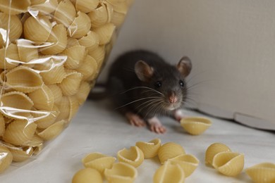 Grey rat looking for food on white table. Pest control