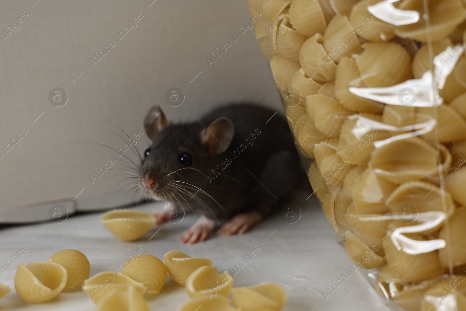 Photo of Grey rat looking for food on white table. Pest control