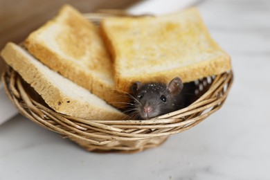 Photo of Grey rat and toasts in wicker basket on white table, closeup. Pest control