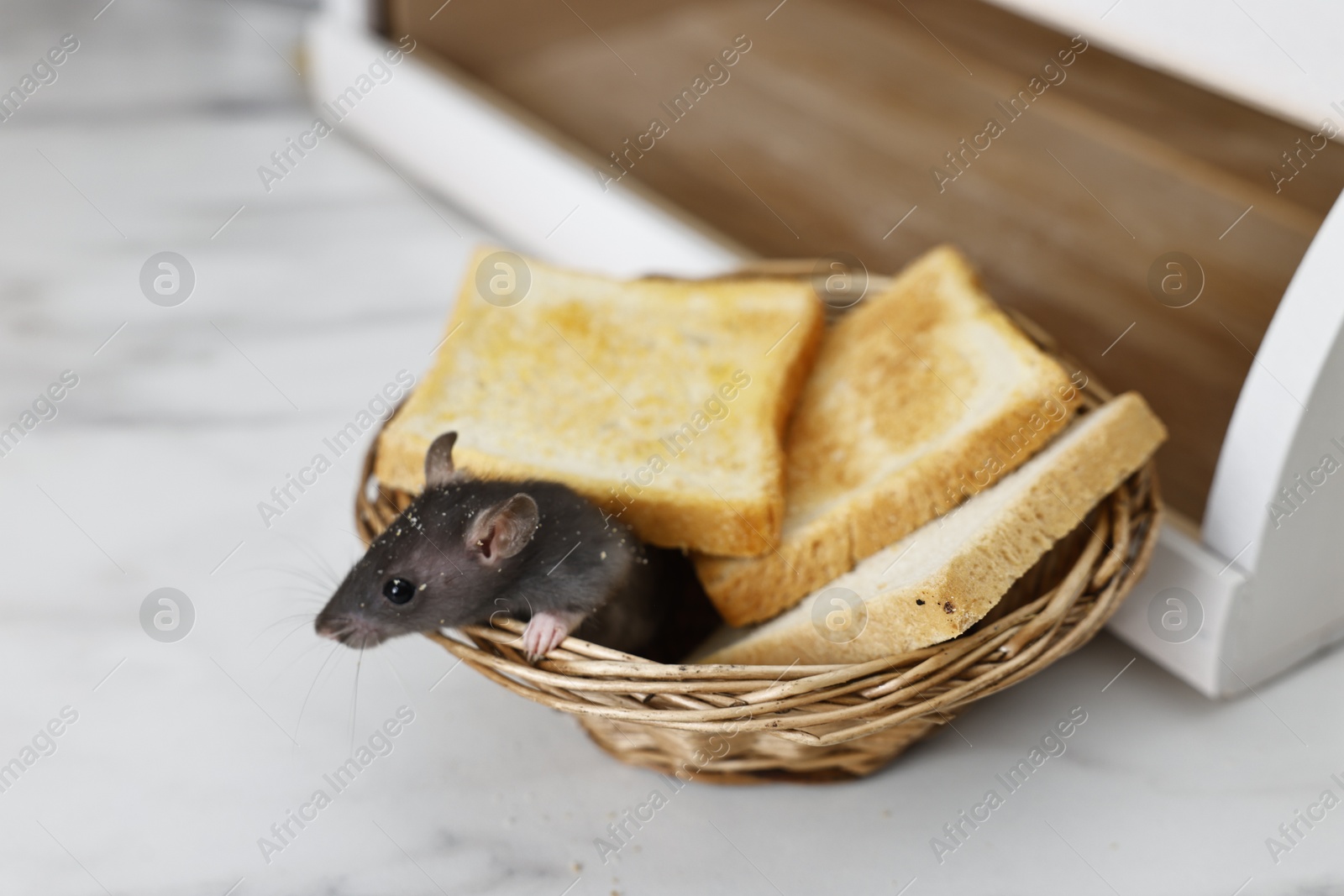 Photo of Grey rat and toasts in basket near bread box on white marble table. Pest control