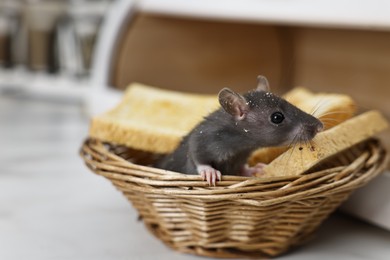 Photo of Grey rat and toasts in wicker basket near bread box on white table. Pest control