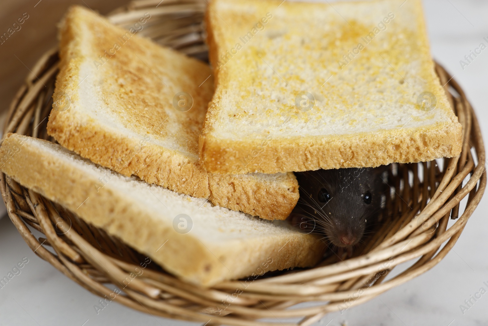 Photo of Grey rat and toasts in wicker basket on table, closeup. Pest control