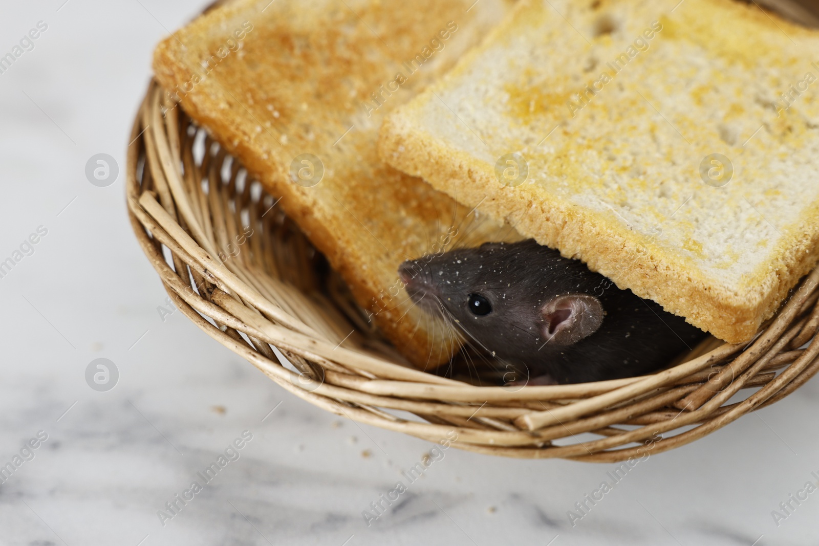 Photo of Grey rat and toasts in wicker basket on white marble table, closeup. Pest control